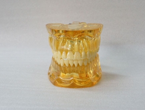 ZM-DSC02527_C12透明拔牙模型
