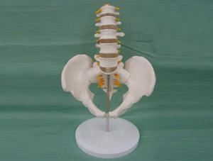 ZM1023-11-1 5節腰椎帶骨盆腿骨模型（自然大）