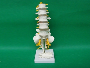ZM1023-13 5節腰椎帶骶骨打開