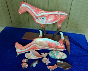 馬模型解剖