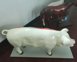 豬模型