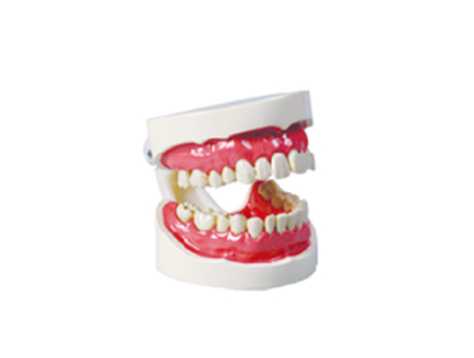 ZM1051-3  牙保健模型