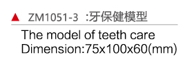 ZM1051-3  牙保健模型
