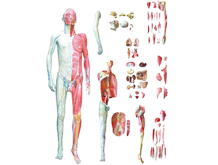 人體解剖模型