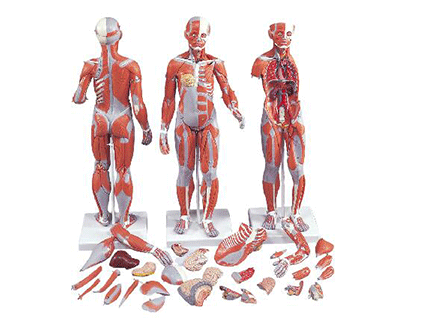 人體標本模型