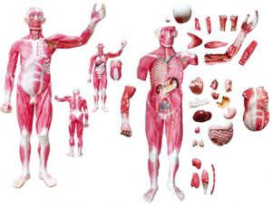 ZM1042-4 Whole body muscle model with internal organs